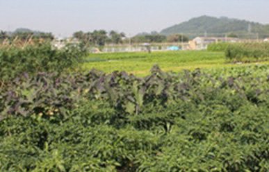 菜地難種、施肥低效、薊馬高發(fā)，咋辦？這里有高招！