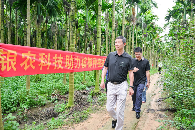 不斷創(chuàng)新納米農藥，“銀農三寶”助力檳榔提質增收
